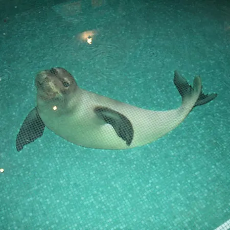 Noah - 4 Bedrooms, 4 Bathrooms, Heated Inside Pool, Jacuzzi, Sauna, Gym * Kornić